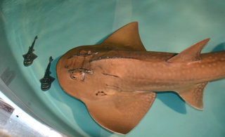 Illustration for article titled ZOMG BABY SHARK RAYS!!!
